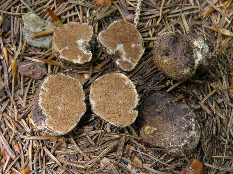 Ipotizzo...Hymenogaster sp.